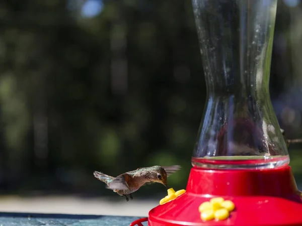 Kolibri Fliegt Während Nektar Aus Einem Roten Trinkbrunnen Nimmt — Stockfoto