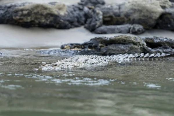 Selective Focus Shot Wonderful American Alligator Swimming River — Stock Photo, Image