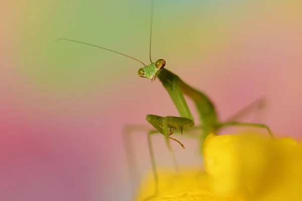 Krásný Makro Obrázek Zelené Kudlanky Žlutém Květu Rozmazaném Pozadí — Stock fotografie