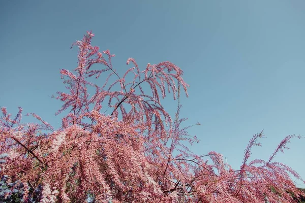 Plan Sélectif Arbre Très Unique Magnifique Avec Petites Fleurs Roses — Photo