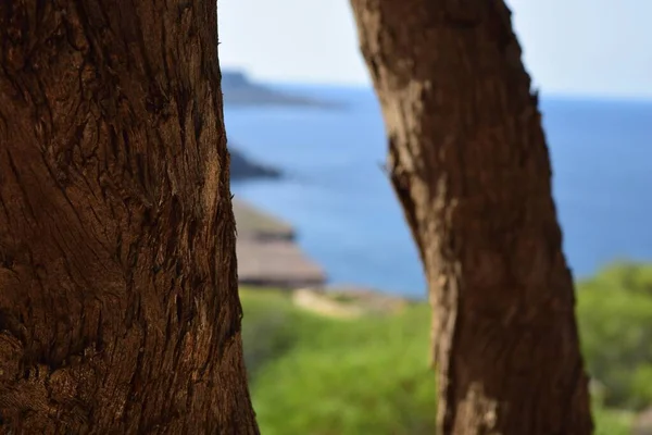 マルタのビーチの後ろに隣接する2本の木 — ストック写真