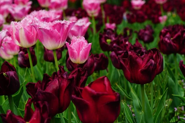 Beau Gros Plan Fleurs Roses Sous Lumière Soleil Dans Jardin — Photo