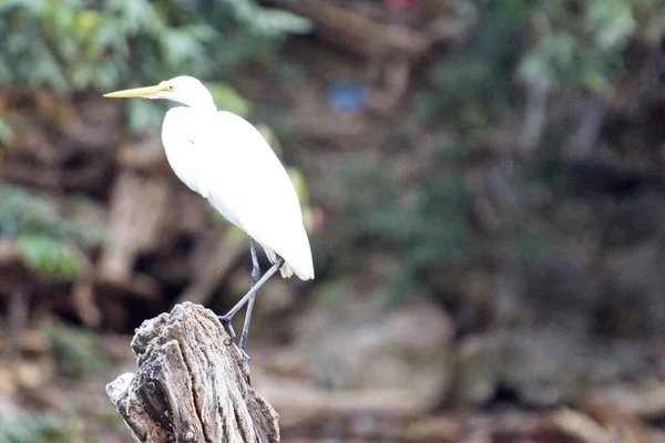 Tiro Foco Seletivo Grande Egret Uma Vara Madeira — Fotografia de Stock