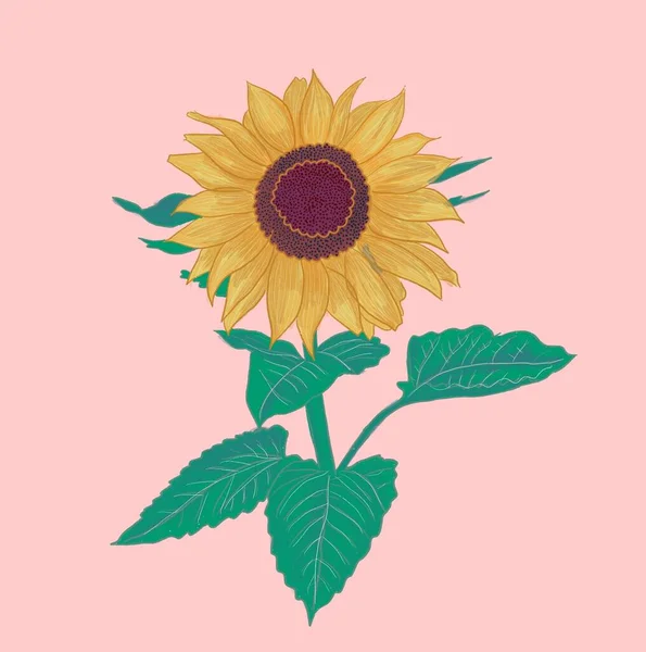 Eine Schöne Illustration Einer Sonnenblume Mit Rosa Hintergrund — Stockfoto