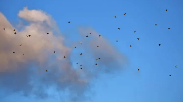 青い空の下で日の出に空を飛ぶ一般的なスターリングの群れ — ストック写真