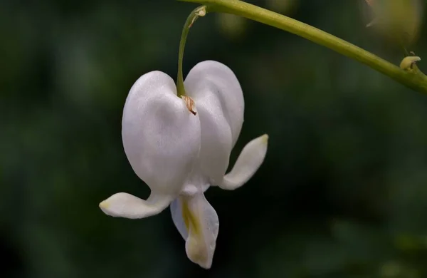 Tiro Close Uma Flor Branca Sangrando Coração — Fotografia de Stock