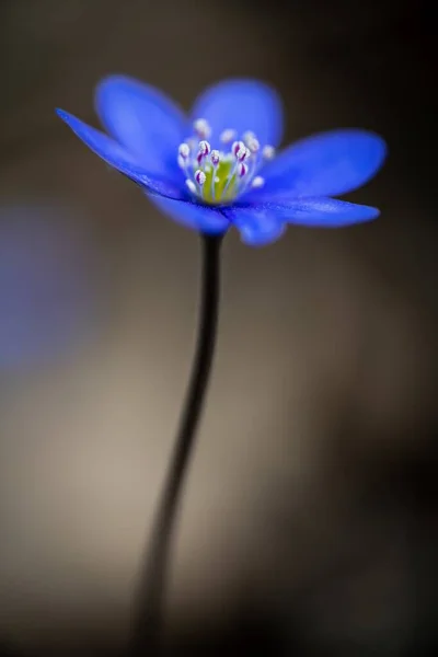 Modrá Květina Liverwort Hepatica Nobilis Zahradě — Stock fotografie