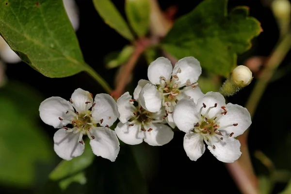 Μια Κοντινή Φωτογραφία Λευκών Λουλουδιών Στα Κλαδιά Των Δέντρων — Φωτογραφία Αρχείου
