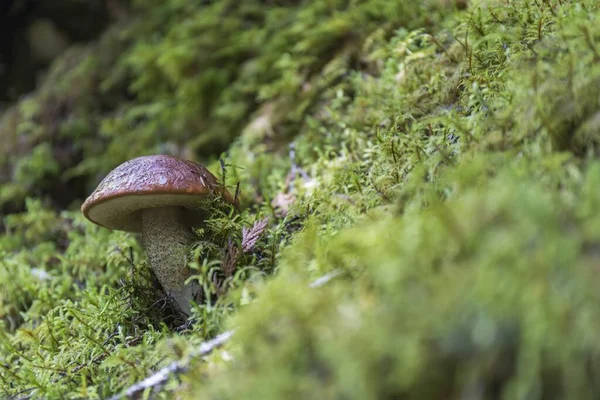 Macro Van Een Kleine Paddenstoel Die Tussen Het Mos Groeit — Stockfoto