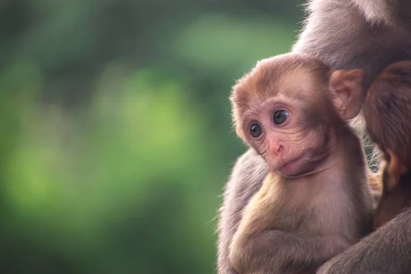 어미의 원숭이의 선택적 — 스톡 사진