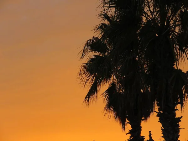Silueta Krásné Palmy Při Západu Slunce — Stock fotografie