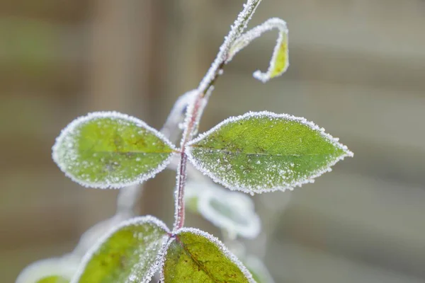 霜で覆われた緑の葉の選択的な焦点のショット — ストック写真