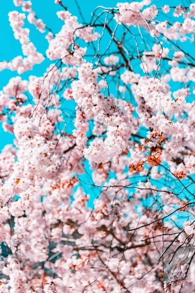 Ένα Κάθετο Πλάνο Όμορφων Κλαδιών Άνθη Κερασιάς Στον Γαλάζιο Ουρανό — Φωτογραφία Αρχείου