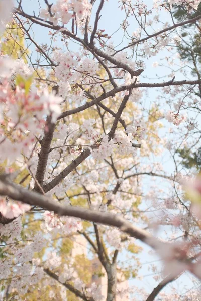 Plan Incroyable Beau Cerisier Fleur — Photo