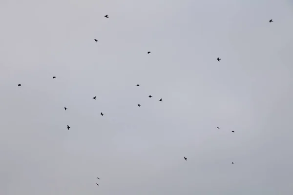 Tiro Ângulo Baixo Rebanho Pássaros Que Voam Debaixo Céu Claro — Fotografia de Stock