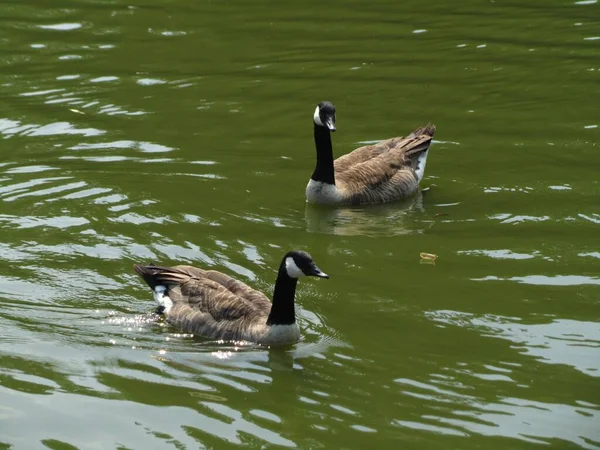 Eine Hochwinkelaufnahme Eines Paares Erwachsener Kanadagänse Beim Schwimmen Einem Teich — Stockfoto