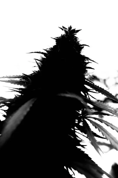 Silueta Aloe Bílém Pozadí — Stock fotografie