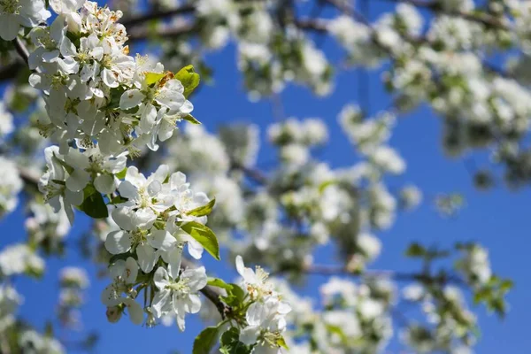 Doux Foyer Fleurs Blanches Pomme Sauvage Fleurissant Sur Arbre Contre — Photo