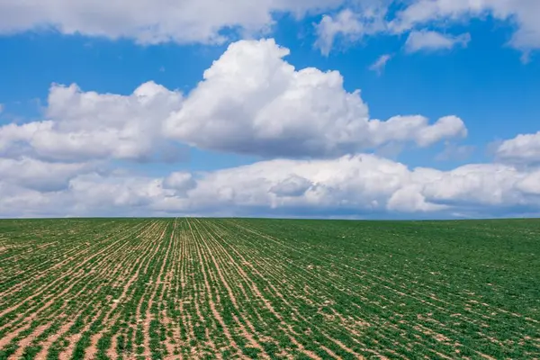 Krásné Zelené Zemědělské Pole Pod Úchvatnou Zamračenou Oblohou — Stock fotografie
