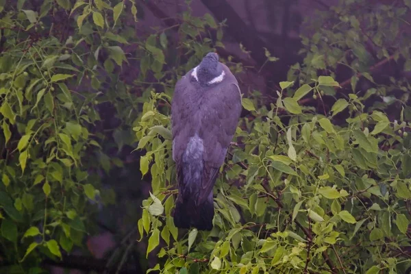Снимок Черной Птицы Сидящей Ветвях Деревьев — стоковое фото
