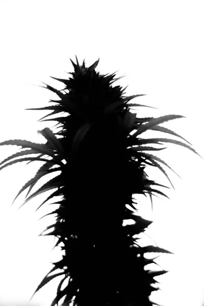 Silhouette Aloe White Background — Stock Photo, Image