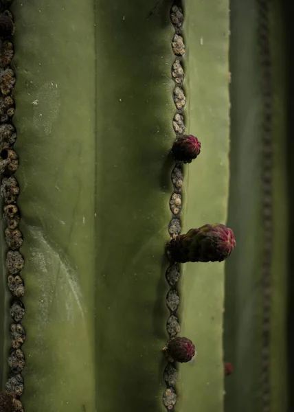 Primer Plano Los Brotes Flores Una Planta Cactus —  Fotos de Stock