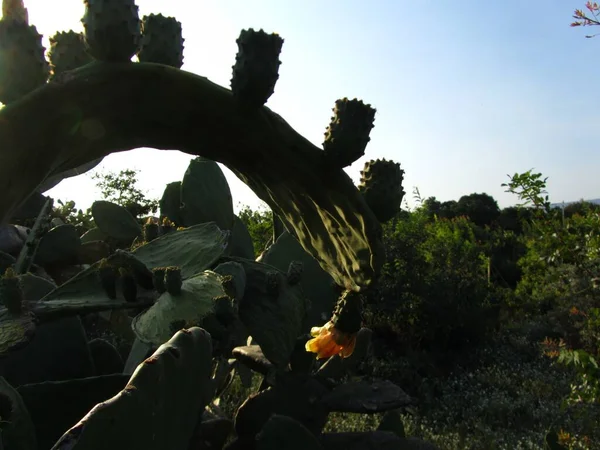 Una Hermosa Almohadilla Pera Espinosa Curvada Primer Plano Con Frutas — Foto de Stock