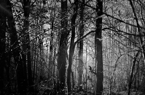 Tiro Greyscale Velhas Árvores Altas Uma Floresta Capturada Dia Conceito — Fotografia de Stock