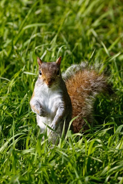 Plan Vertical Écureuil Mignon Sur Herbe — Photo