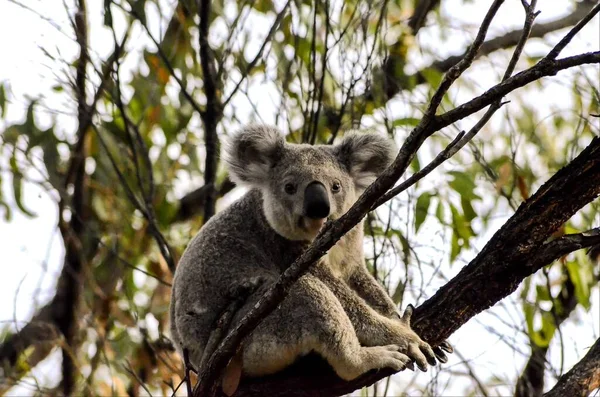 Een Lage Hoek Shot Van Een Schattige Koala Zittend Tak — Stockfoto