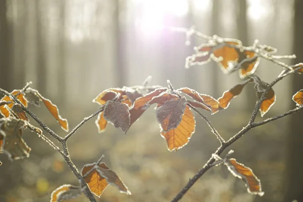 Selective Focus Shot Branch Brown Leaves Covered Hoarfrost — Stock Photo, Image