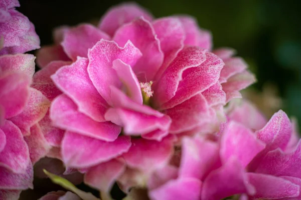 Detailní Záběr Růžového Květu Zahradě Rozmazanou Zelení Pozadí — Stock fotografie