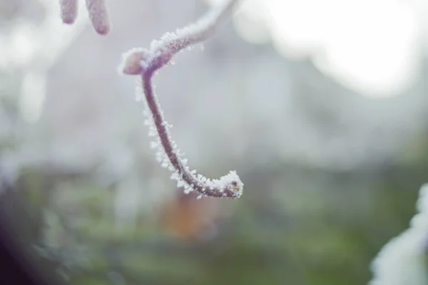 Selective Focus Shot Brown Tree Branch Covered Hoarfrost — Stock Photo, Image