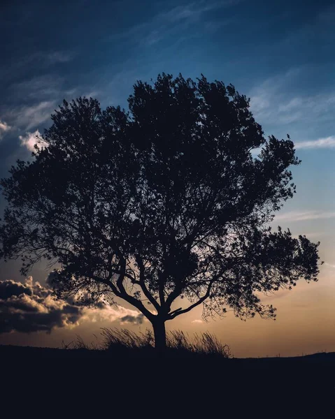 Silueta Osamělého Stromu Temné Zemi Pod Modrou Tmavou Oblohou — Stock fotografie