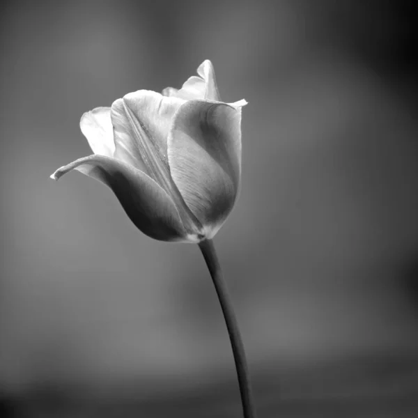 Een Close Grijswaarden Opname Van Een Mooie Bloem Met Een — Stockfoto