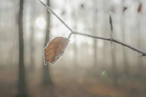 Selective Focus Shot Brown Dried Leaf Covered Hoarfroast Hanging Branch — Stock Photo, Image