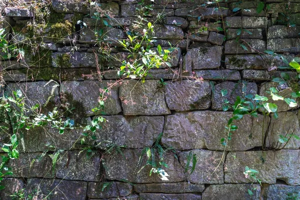 Pohled Starou Zeď Kamení Rostlin Které Rostly Mezi Otevřenými Místy — Stock fotografie
