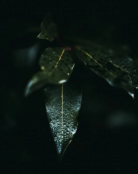 Selective Focus Shot Green Petals Waterdrops Dark Background — Stock Photo, Image