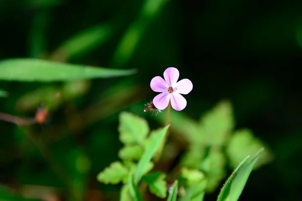 Primer Plano Una Linda Flor Rosa Con Insecto Ella —  Fotos de Stock