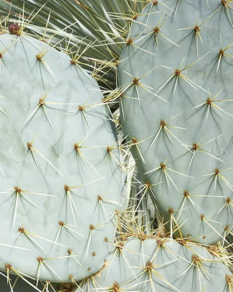 Cierre Vertical Las Rastreras Opuntia Bajo Luz Del Sol Durante — Foto de Stock