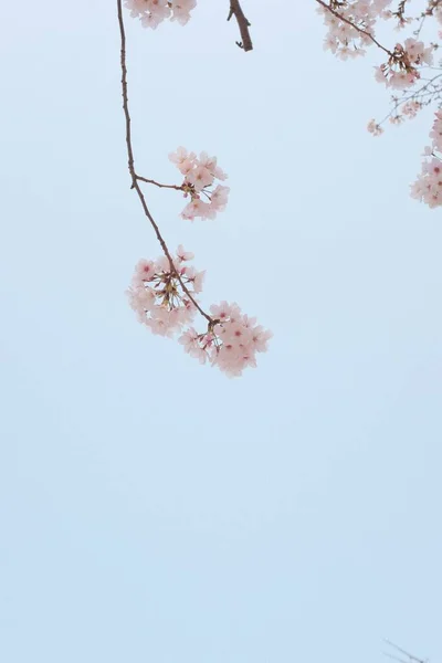 Een Verbluffend Schot Van Een Prachtige Kers Bloesem Boom — Stockfoto