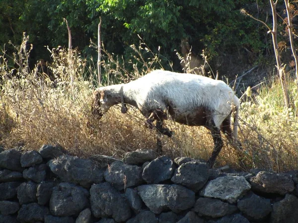 Owce Wypasane Wsi Sycylii — Zdjęcie stockowe