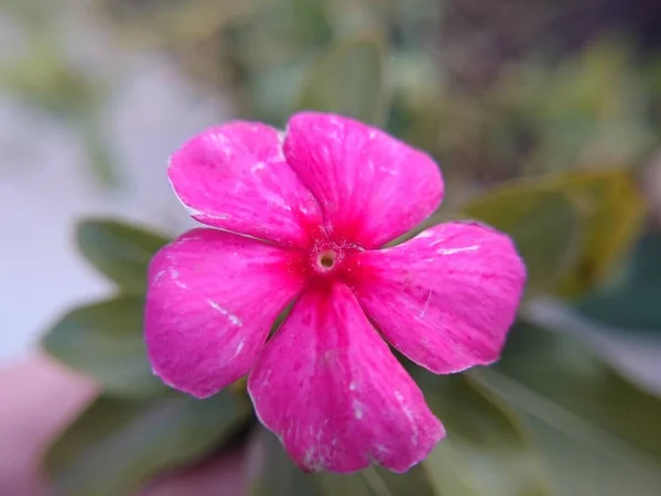 Квітка Ліззі Вкрита Рожевими Барвами — стокове фото