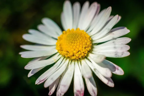 Eine Nahaufnahme Einer Schönen Gänseblümchenblume Einem Garten — Stockfoto
