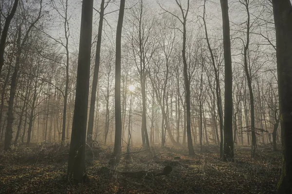 Горизонтальний Вид Голі Безлистяні Коричневі Дерева Лісі Під Темним Небом — стокове фото