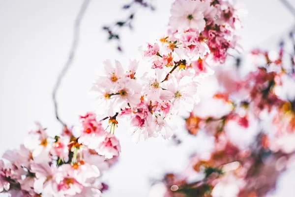 Szelektív Fókusz Lövés Gyönyörű Ágak Cseresznyevirág Virágok — Stock Fotó