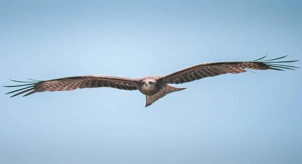 Воздушный Снимок Osprey Pandion Haliaetus Голубом Фоне Неба — стоковое фото