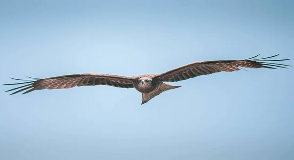 Osprey Pandion Haliaetus 촬영은 배경에 — 스톡 사진