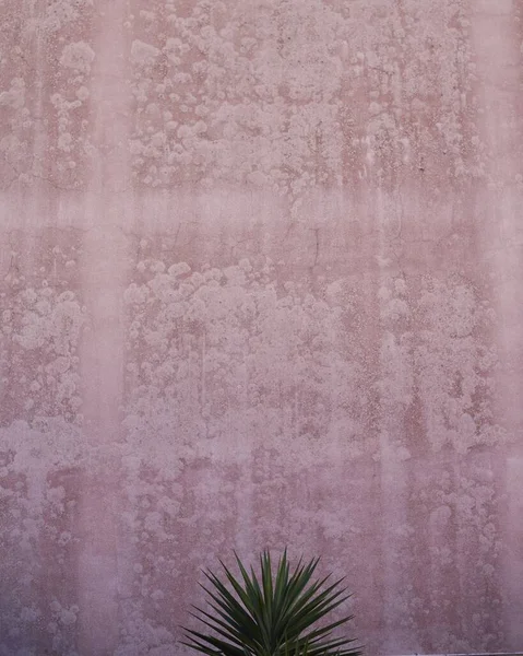 Vertikal Bild Yucca Aloifolia Blad Mot Rosa Vägg Lamporna Perfekt — Stockfoto