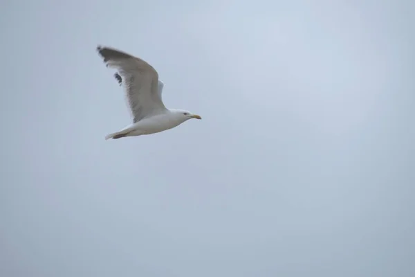 昼間は白い空を飛ぶ白いカモメ — ストック写真